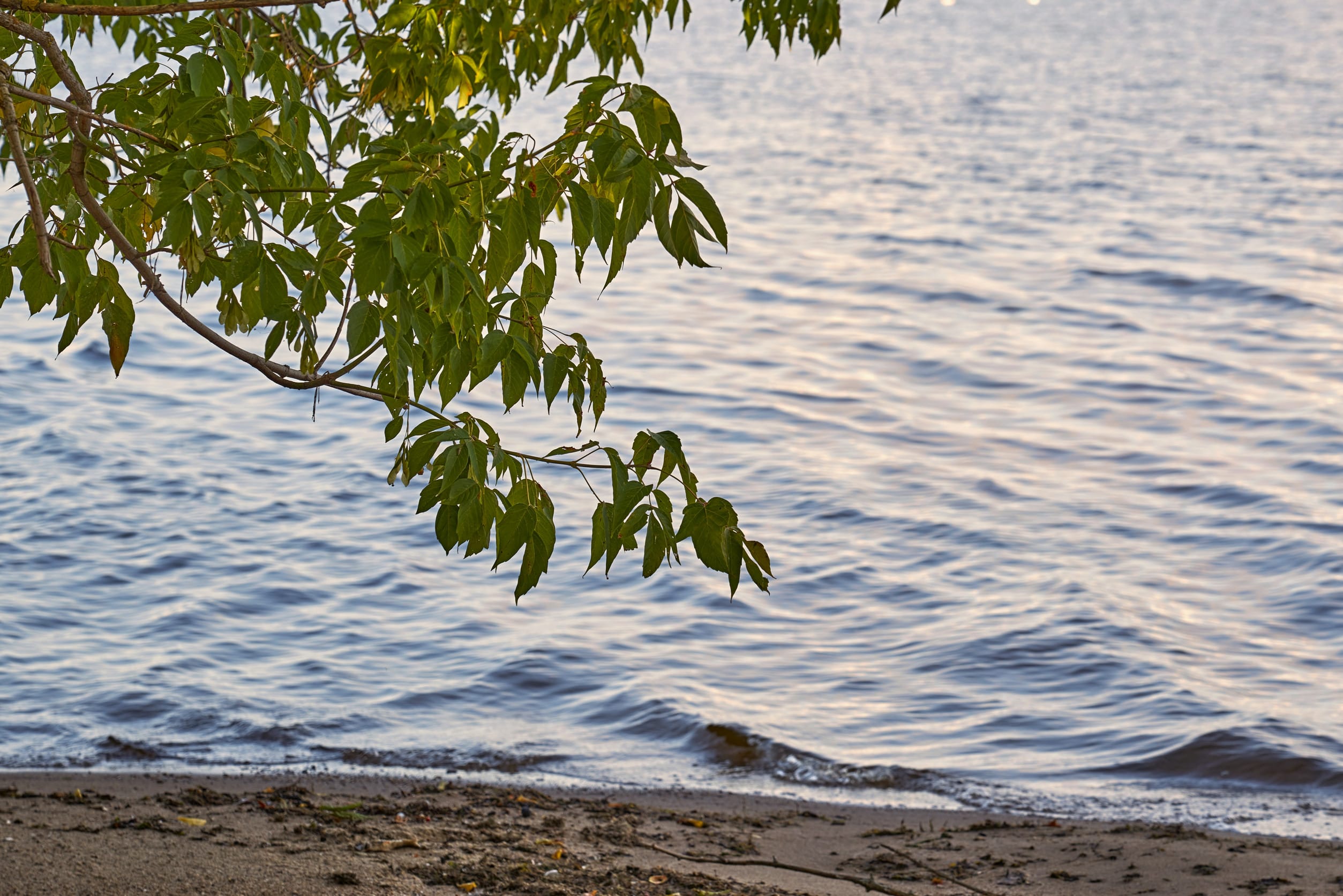 Green leaves hang from a tree branch over a sandy shore, with gentle waves rippling across a calm body of water—the perfect scene for a peaceful Aitkin Minnesota lodging getaway.