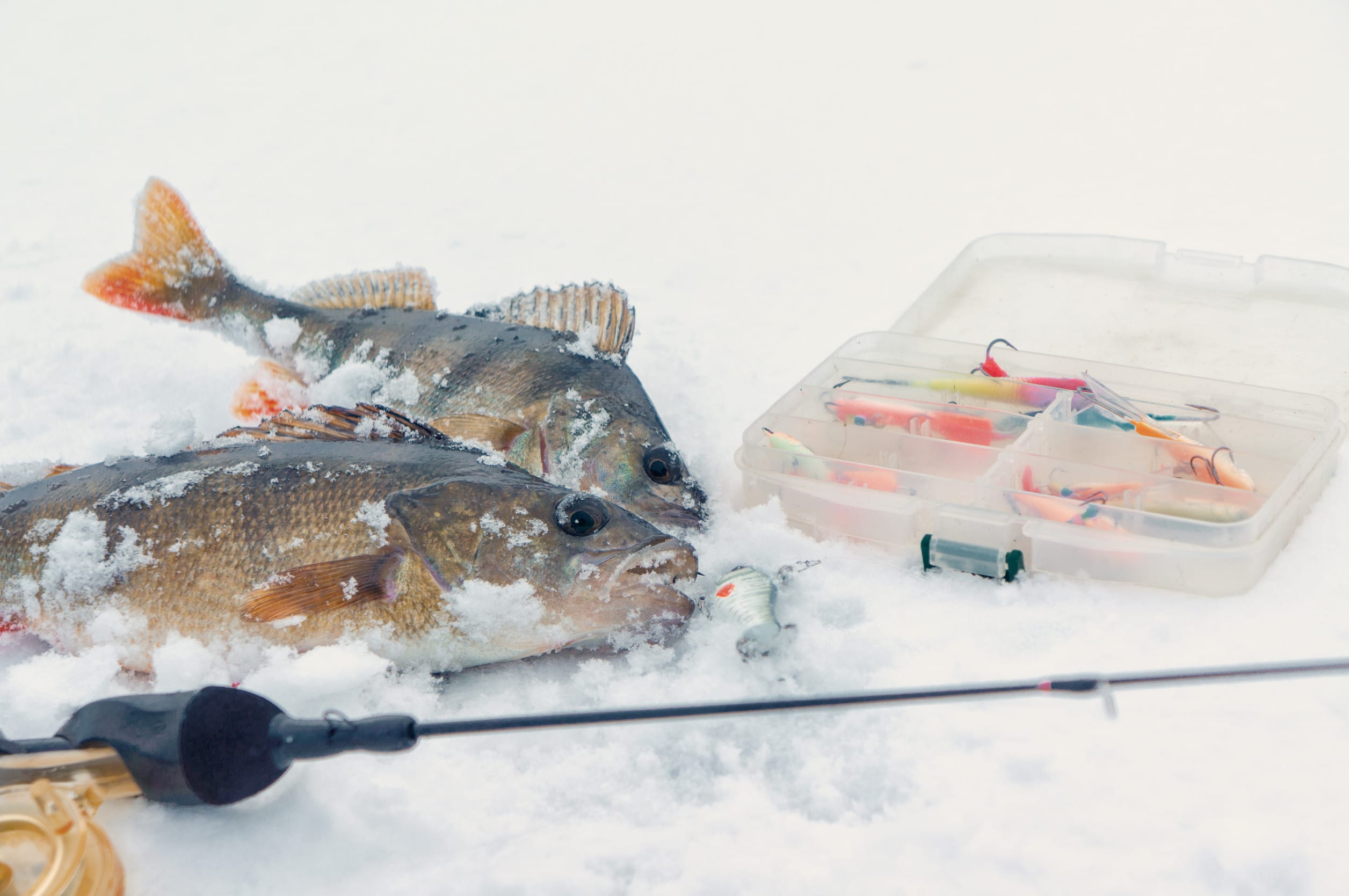 Two freshly caught fish lie on snow beside a fishing rod and an open tackle box brimming with colorful lures and hooks, capturing the essence of winter fishing in Aitkin MN with the help of an experienced guide.