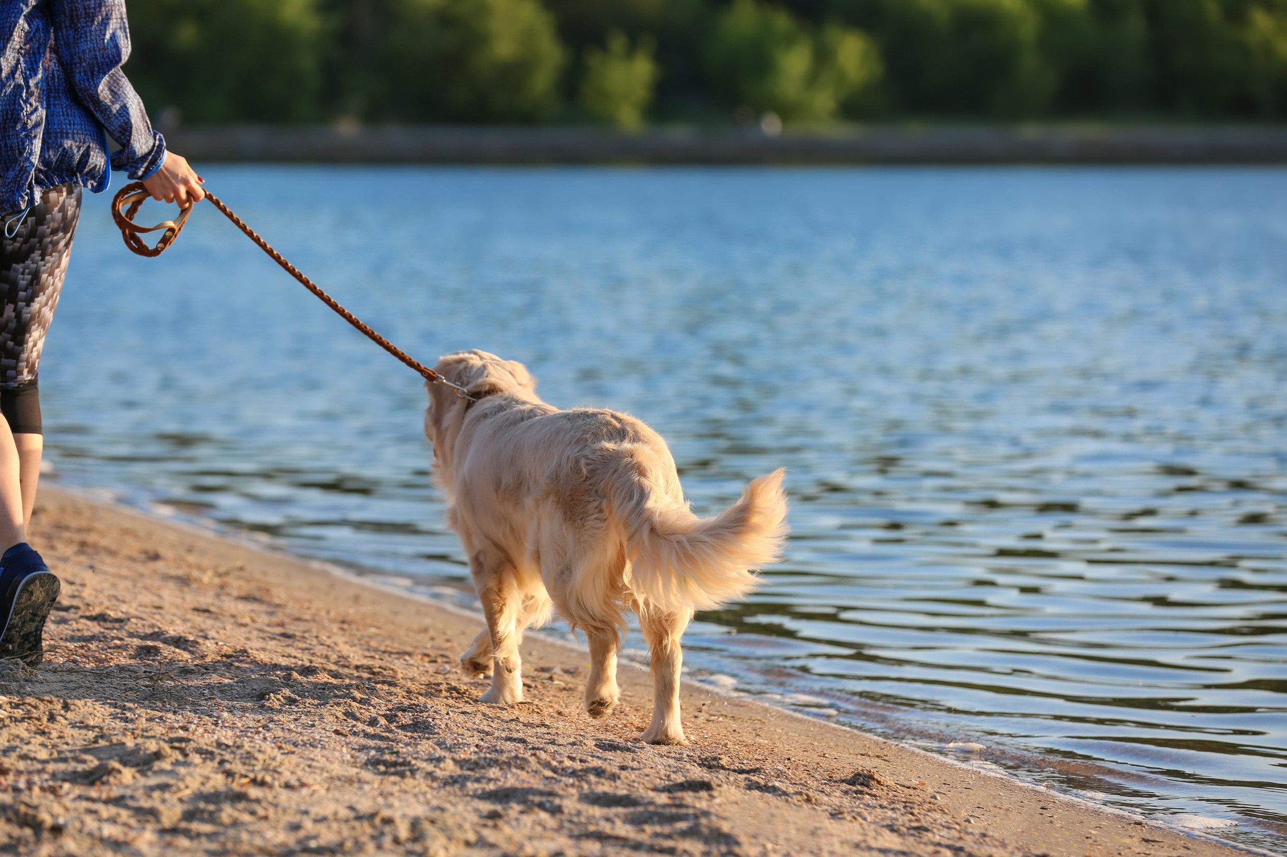 Aitkin’s Best Kept Secrets for Dog Lovers