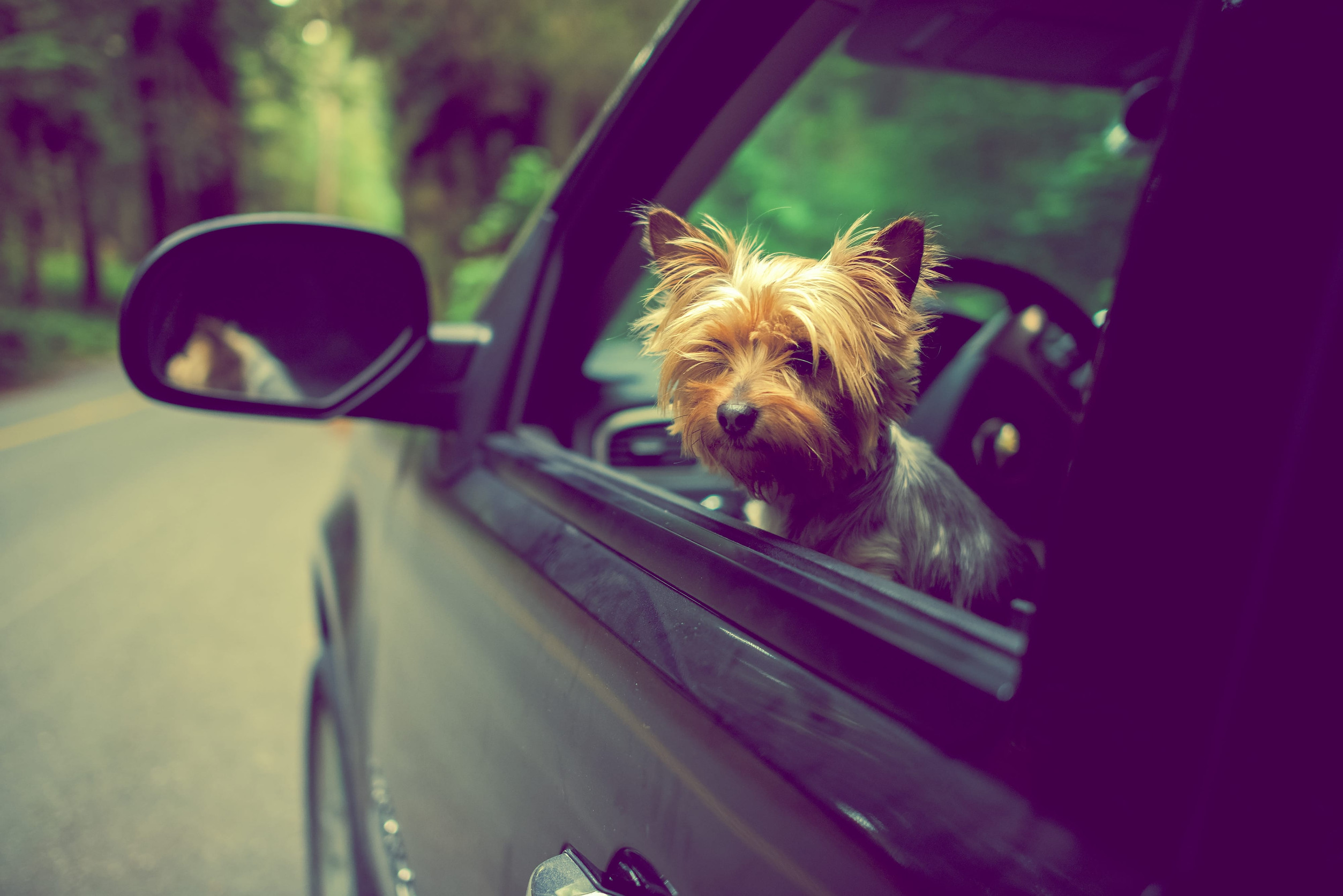 A small dog with brown fur looks out of the passenger window of a car on a forested road, enjoying the view and fresh air during a pet travel adventure.